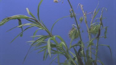 time lapse of caterpillars devouring milkweed plant shot against blue screen