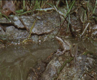frog in on rock in water head upright