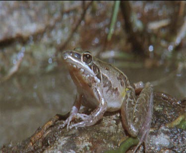 frog in on rock in water head upright