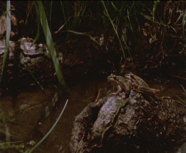 2 frog in on log in water