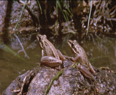2 frogs on log in water one leaps out of shot other follows shot high speed