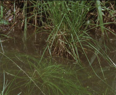 1 frog lands in water  turns around on landing