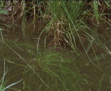 1 frog lands in water