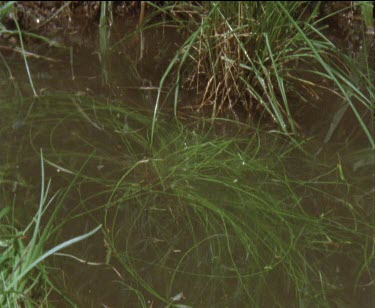 1 frog lands in water