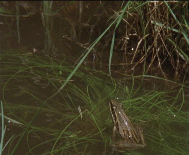 1 frog lands in water