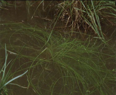 1 frog lands in water