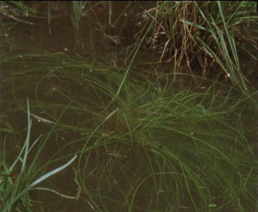 1 frog lands in water  on extreme right of frame