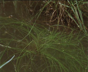 1 frog lands in water