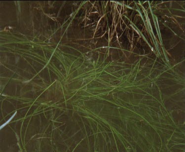 1 frog lands in water