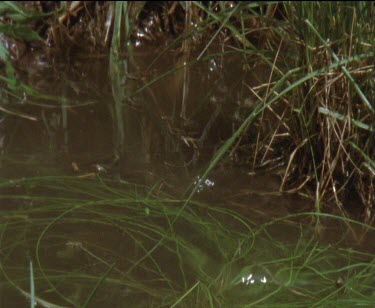 1 frog leaps out of the water  leaves a trail of droplets shot high speed