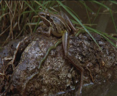 1 frog sitting on log and leg outstretched showing athletic build