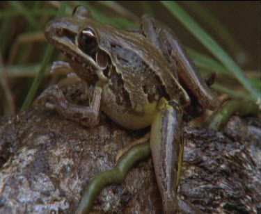 1 frog sitting on log and leg outstretched showing athletic build