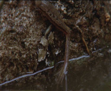 1 frog sitting on log and tilt up leg outstretched showing athletic build