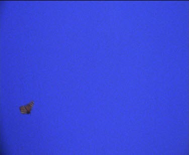 flies against blue screen