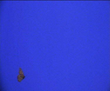 flies against blue screen