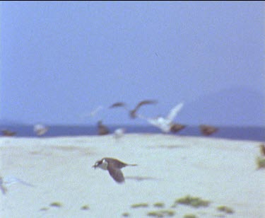 flying around nest colony