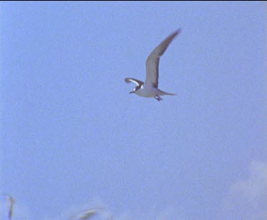 single bird against blue sky then lands in colony