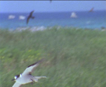 single bird against blue sky then lands in colony