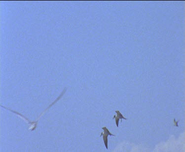 two birds in courtship flight above colony