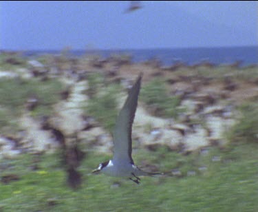 single bird high speed slomo against blue sky then lands in colony