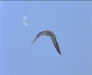 mixed colony of sea birds some flying above maybe some Caspian terns in big