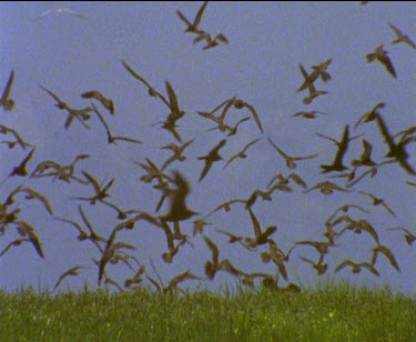 dense flock of swirling seabirds mixed species