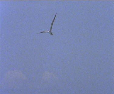 single bird flies through clouded sky boat in BG