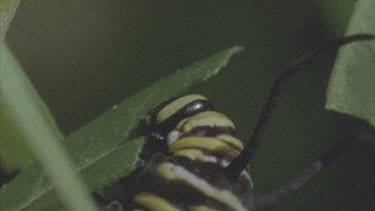 caterpillar feeds on milkweed