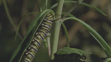 caterpillar feeds on milkweed