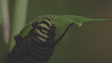 caterpillar feeds on milkweed