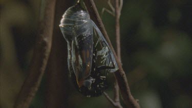 butterfly emerging