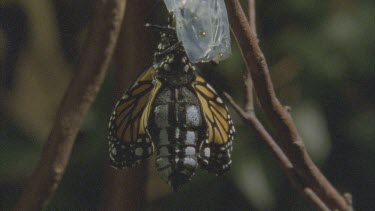 butterfly emerging