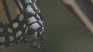 butterfly emerging