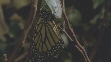 butterfly emerging