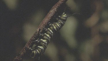 caterpillars hanging