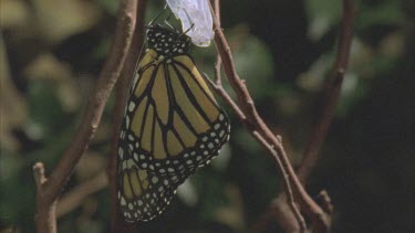 Monarch butterfly emerging