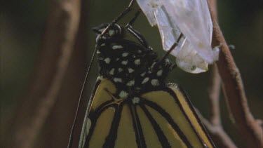 Monarch butterfly emerging