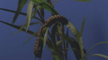 Monarch butterfly emerging