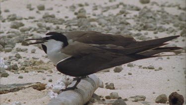 Sooty terns perched on a pipe on the beach