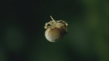 Bolas or Magnificent Spider preparing new bolas