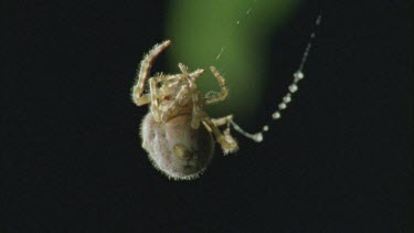 Bolas or Magnificent Spider makes new bolas then climbs back up web