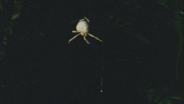 Bolas or Magnificent Spider in web with bolas hanging down