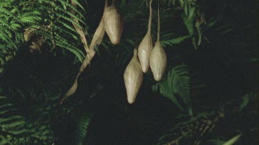 Bolas or Magnificent spider egg sacs hanging in tree