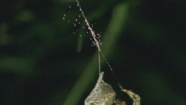 Moth being wrapped in silk by the Bolas or Magnificent Spider