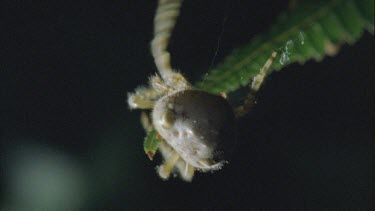Bolas or Magnificent Spider creating a new web