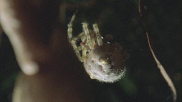 Bolas spider climbing along web