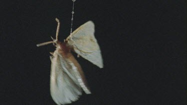Moth stuck to Bolas