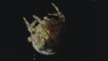 Bolas or Magnificent spider reels in moth which is stuck to bolas