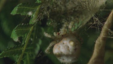 Bolas or Magnificent Spider crawling into its shelter on a leaf