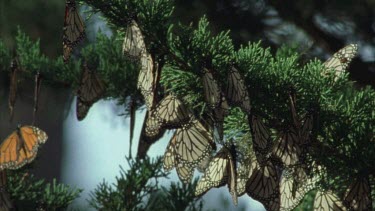 large numbers monarchs roosting resting on the pine needles